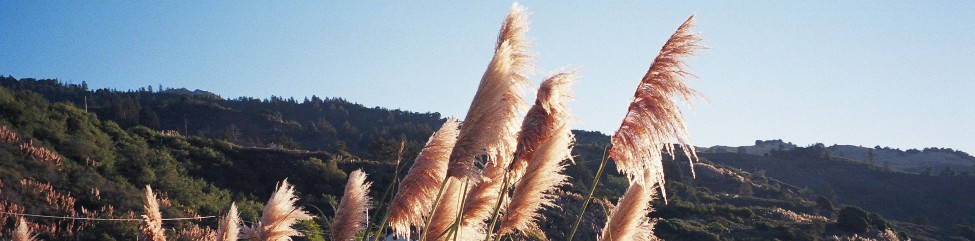 Reed panicles